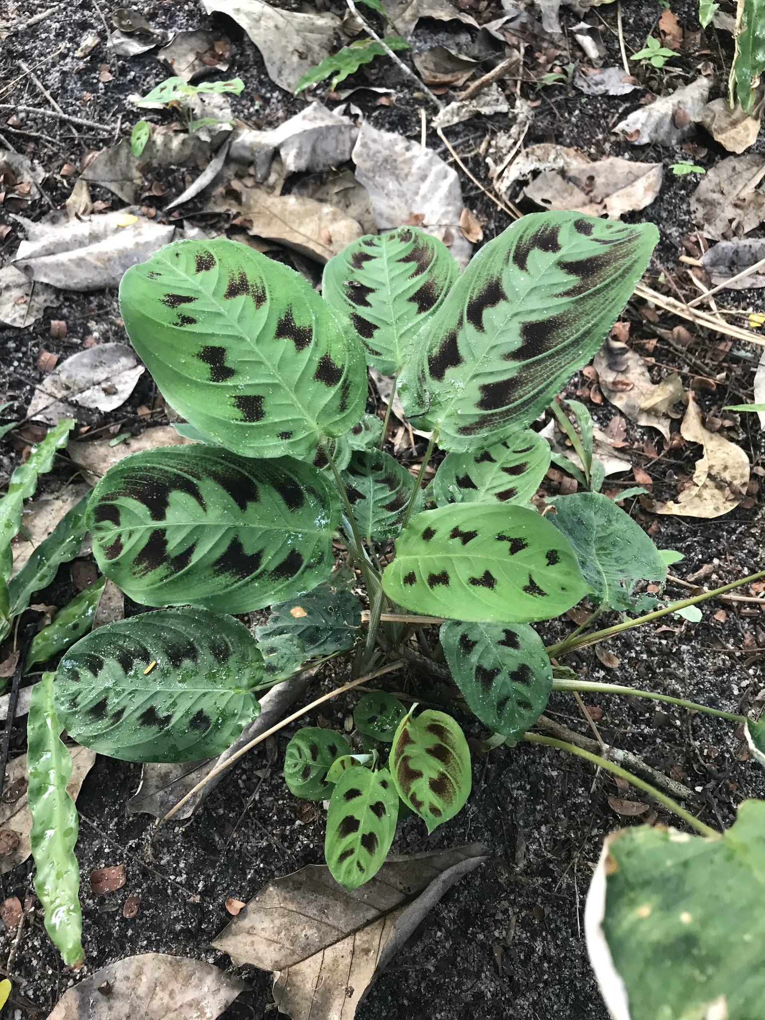 Maranta leuconeura 'Mediovariegata'